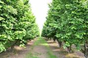 Exploitation agricole irriguée Noisettes/Céréales 91 ha en c
