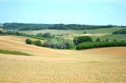Exploitation agricole irriguée Noisettes/Céréales 91 ha en c