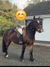 Top poney 