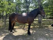 Top poney 