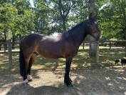 Top poney 