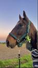 Recherche d’un/e cavalier/e