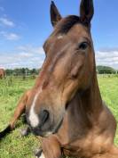 Recherche d’un/e cavalier/e