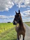 Recherche d’un/e cavalier/e