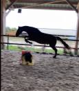 Recherche d’un/e cavalier/e