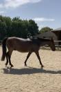 Recherche d’un/e cavalier/e