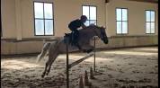 Caballo castrado Connemara En venta 2011 Tordo por GURTEEN PRINCE