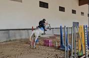 Caballo castrado Connemara En venta 2011 Tordo por GURTEEN PRINCE