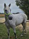 Caballo castrado Connemara En venta 2011 Tordo por GURTEEN PRINCE