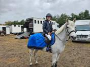 Caballo castrado Connemara En venta 2011 Tordo por GURTEEN PRINCE