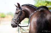 Magnifique Hongre Pure Race Espagnole noir Dressage
