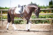 Magnifique Hongre Pure Race Espagnole noir Dressage