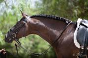 Magnifique Hongre Pure Race Espagnole noir Dressage