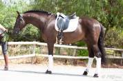 Magnifique Hongre Pure Race Espagnole noir Dressage