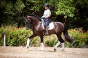 Magnifique Hongre Pure Race Espagnole noir Dressage