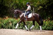Magnifique Hongre Pure Race Espagnole noir Dressage