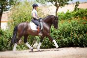 Magnifique Hongre Pure Race Espagnole noir Dressage