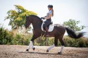Magnifique Hongre Pure Race Espagnole noir Dressage