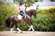 Magnifique Hongre Pure Race Espagnole noir Dressage