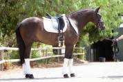 Magnifique Hongre Pure Race Espagnole noir Dressage
