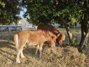 poulain SHETLAND  MALE PP 