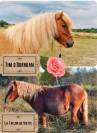 poulain SHETLAND  MALE PP 
