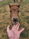 poulain SHETLAND  MALE PP 