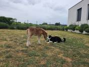 poulain SHETLAND  MALE PP 