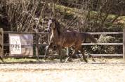 PRE black stallion with TOP movements and great charact