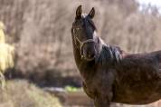PRE black stallion with TOP movements and great charact