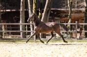 PRE black stallion with TOP movements and great charact