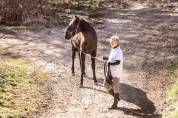 PRE black stallion with TOP movements and great charact