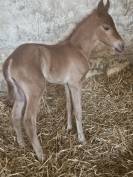 Broodmare Origin Recorded For sale 2019 Coloured