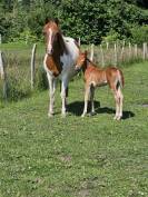 Broodmare Origin Recorded For sale 2019 Coloured