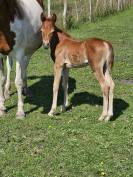 Broodmare Origin Recorded For sale 2019 Coloured