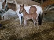 Broodmare Origin Recorded For sale 2019 Coloured