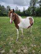 Broodmare Origin Recorded For sale 2019 Coloured