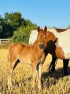 Broodmare Origin Recorded For sale 2019 Coloured
