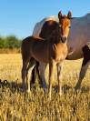 Broodmare Origin Recorded For sale 2019 Coloured