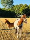 Broodmare Origin Recorded For sale 2019 Coloured