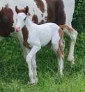 Cheval de couleur 