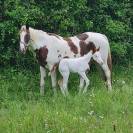 Cheval de couleur 