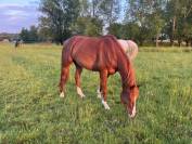 Hongre 8 ans 1m77