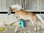 Poney Haflinger