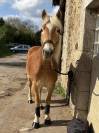 Poney Haflinger