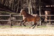 Baroque, young stallion 