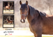 Baroque, young stallion 