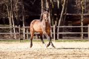 Baroque, young stallion 