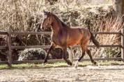 Baroque, young stallion 
