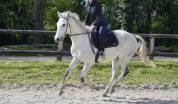 Dp cheval loisirs ou compétition 